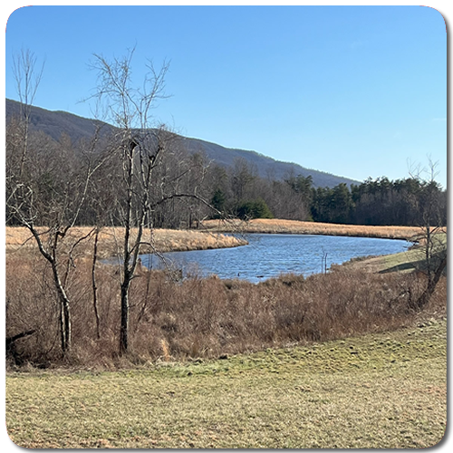 Pond area.fw